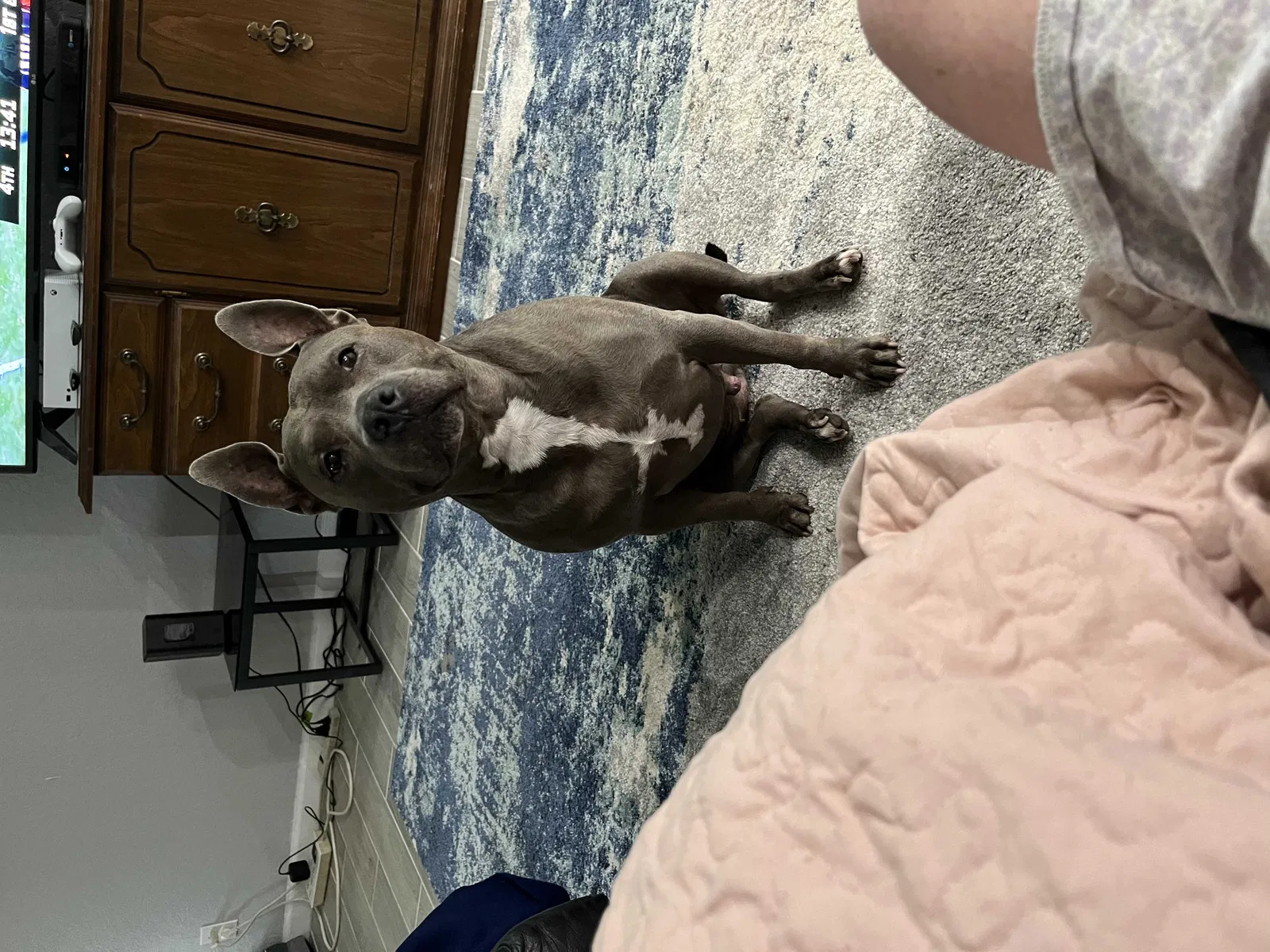 Lost dog in San Antonio, TX, 78220
