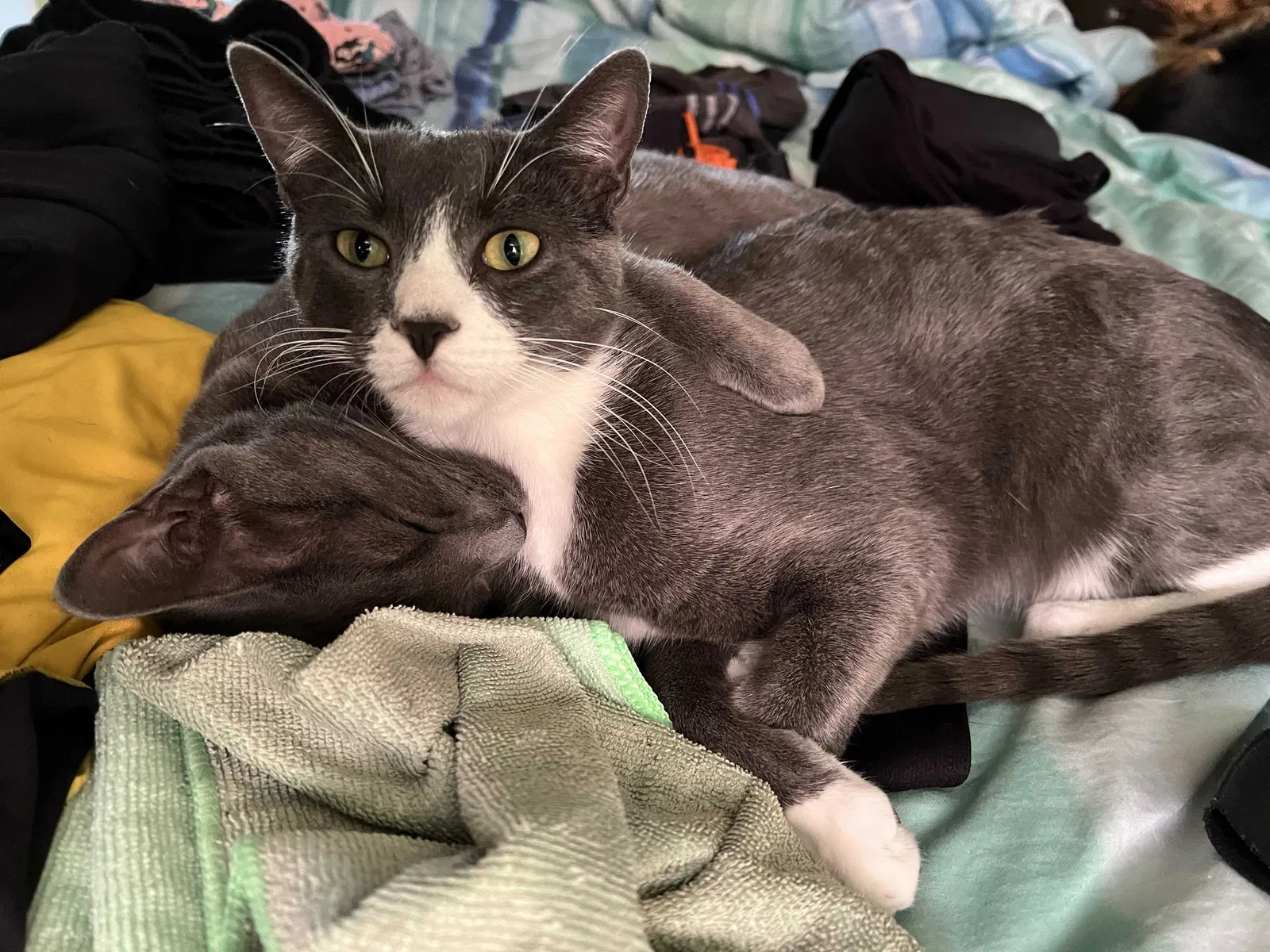 Lost cat in Hayward, CA, 94541
