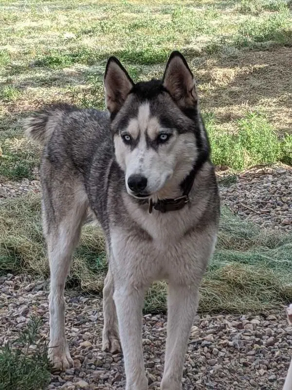 Lost dog in Placitas, NM, 87043