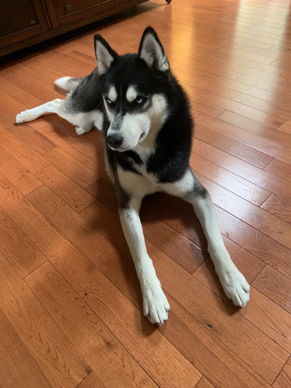 Lost dog in Livonia, MI, 48150