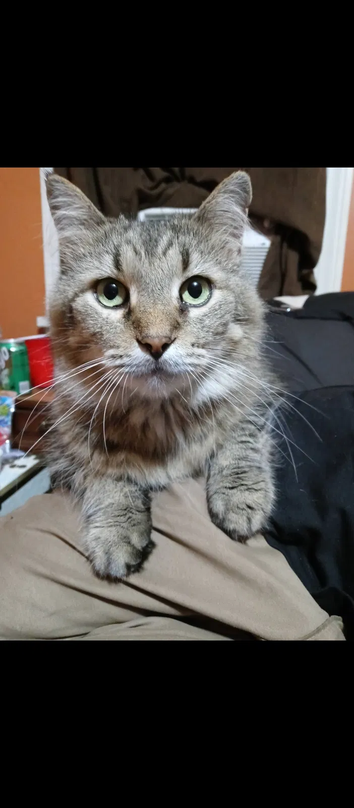 Lost cat in Columbiana, OH, 44408