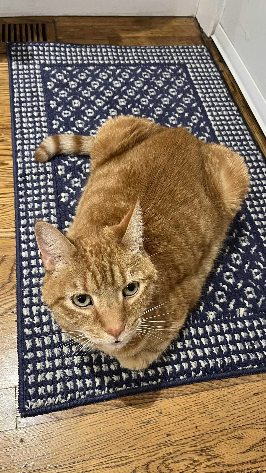 Lost cat in Oakland, CA, 94619