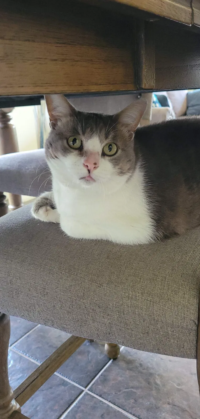Lost cat in Youngstown, OH, 44514