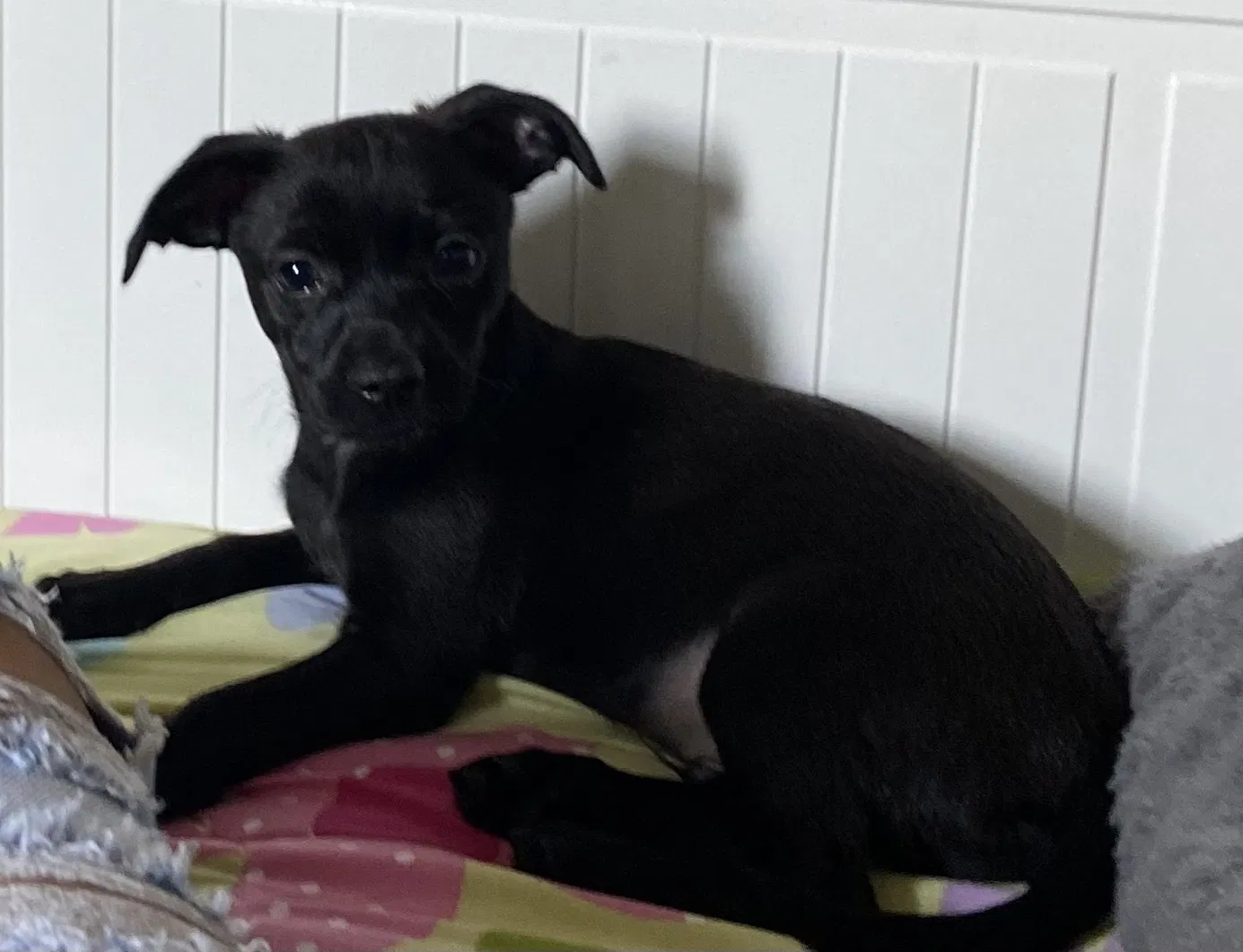Lost dog in Winnetka, CA, 91306