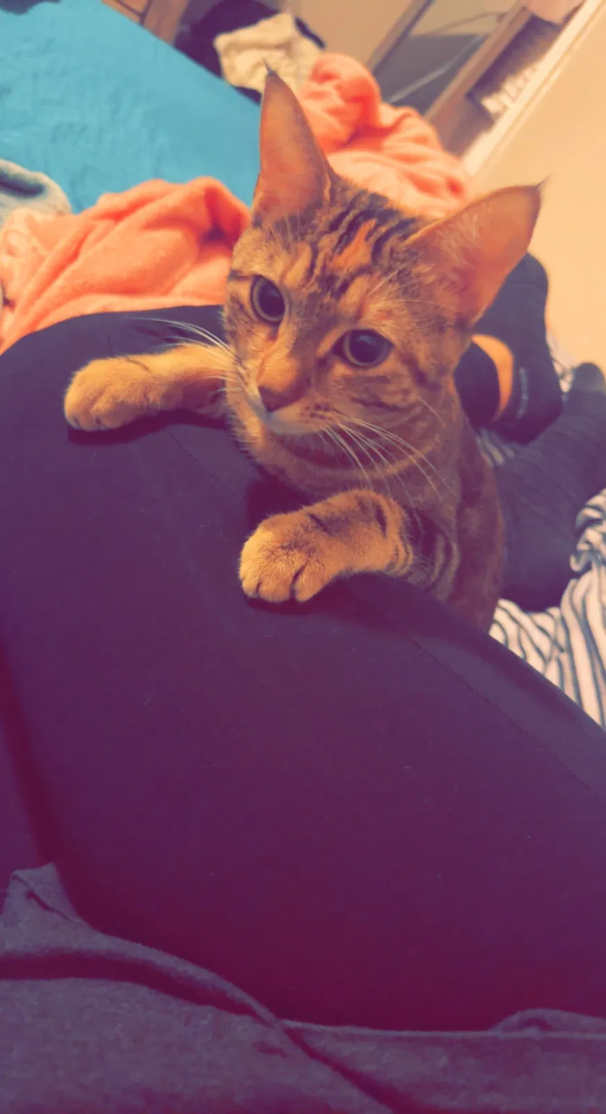 Lost cat in Dallas, TX, 75228