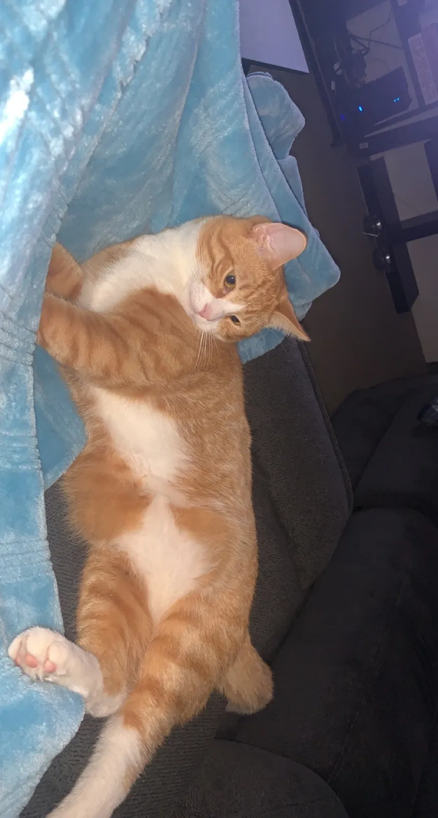 Lost cat in Jacksonville, FL, 32234