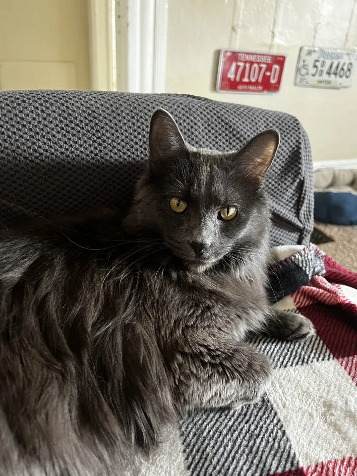 Lost cat in Colorado Springs, CO, 80903