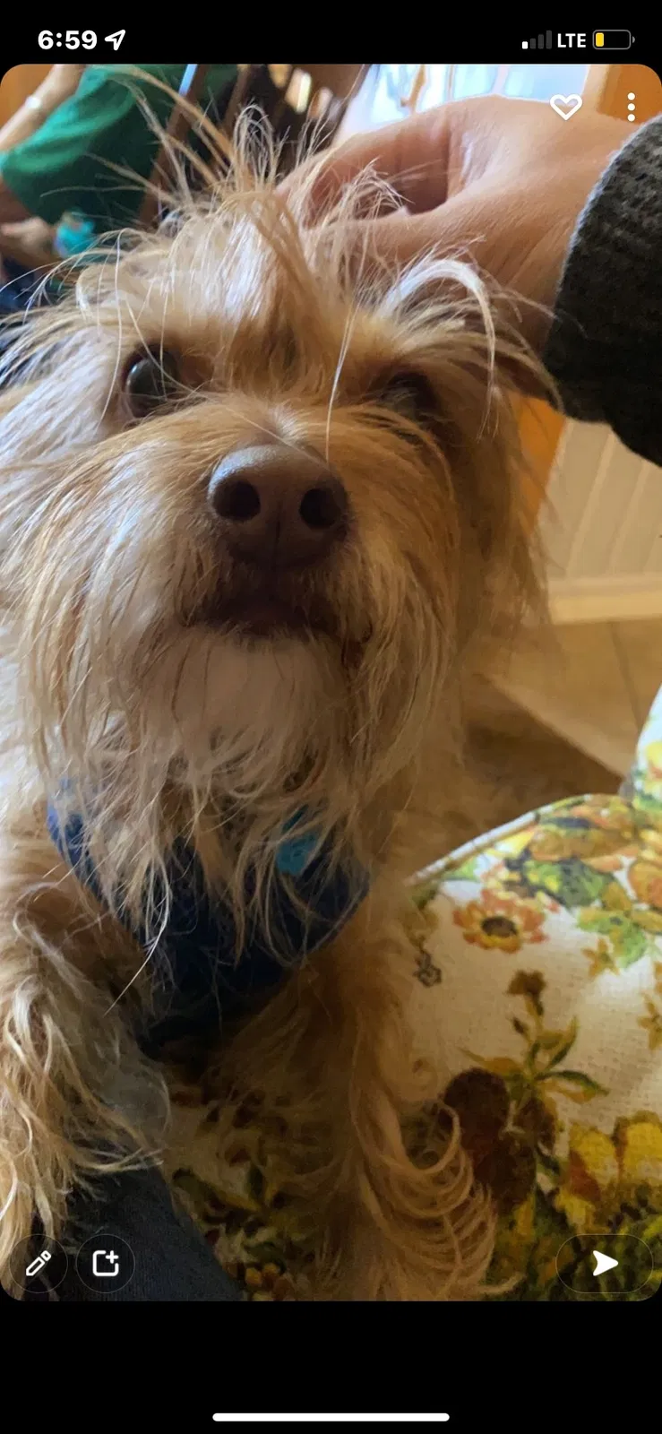 Lost dog in Amarillo, TX, 79110