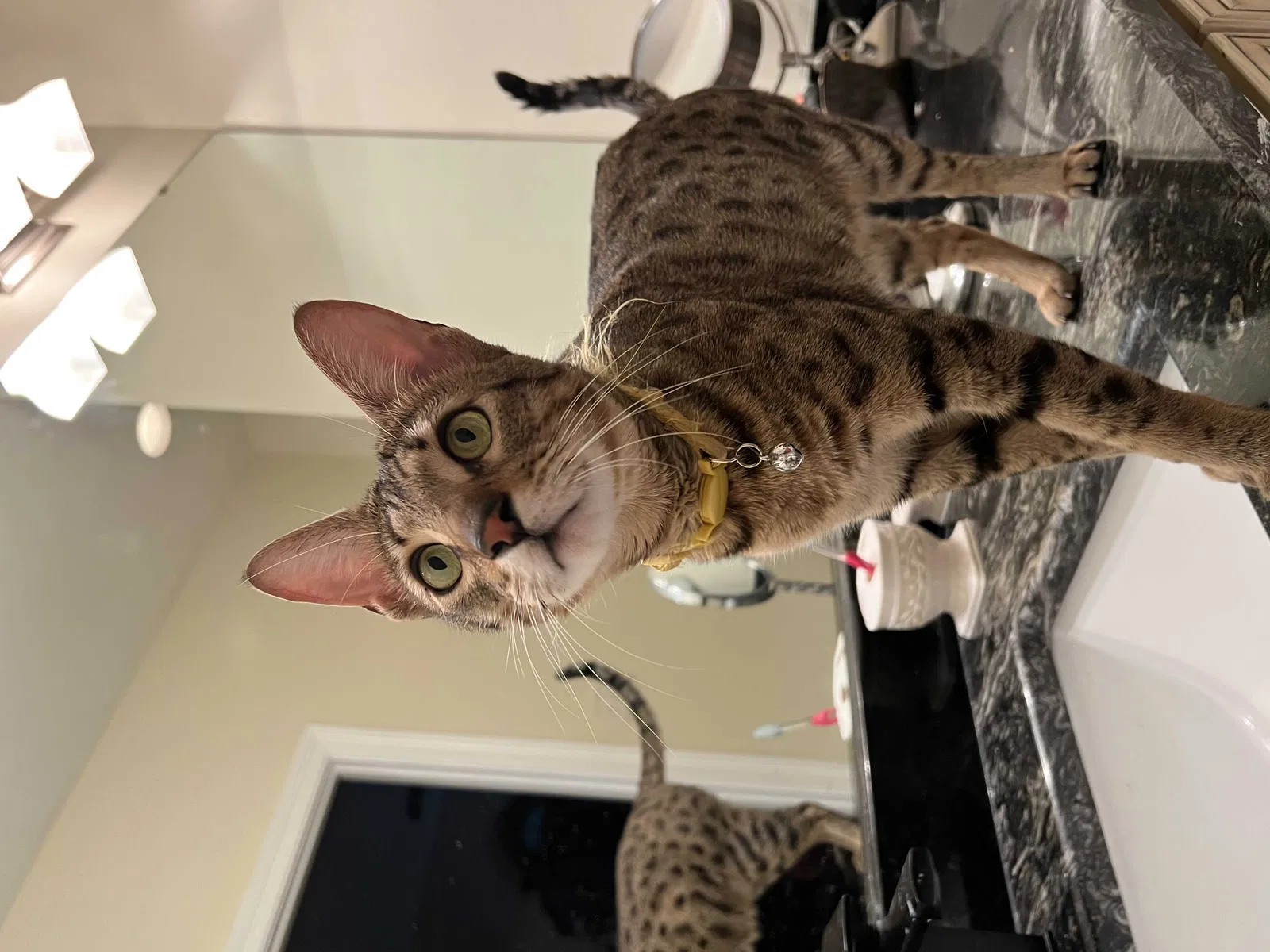 Lost cat in Bowling Green, KY, 42104