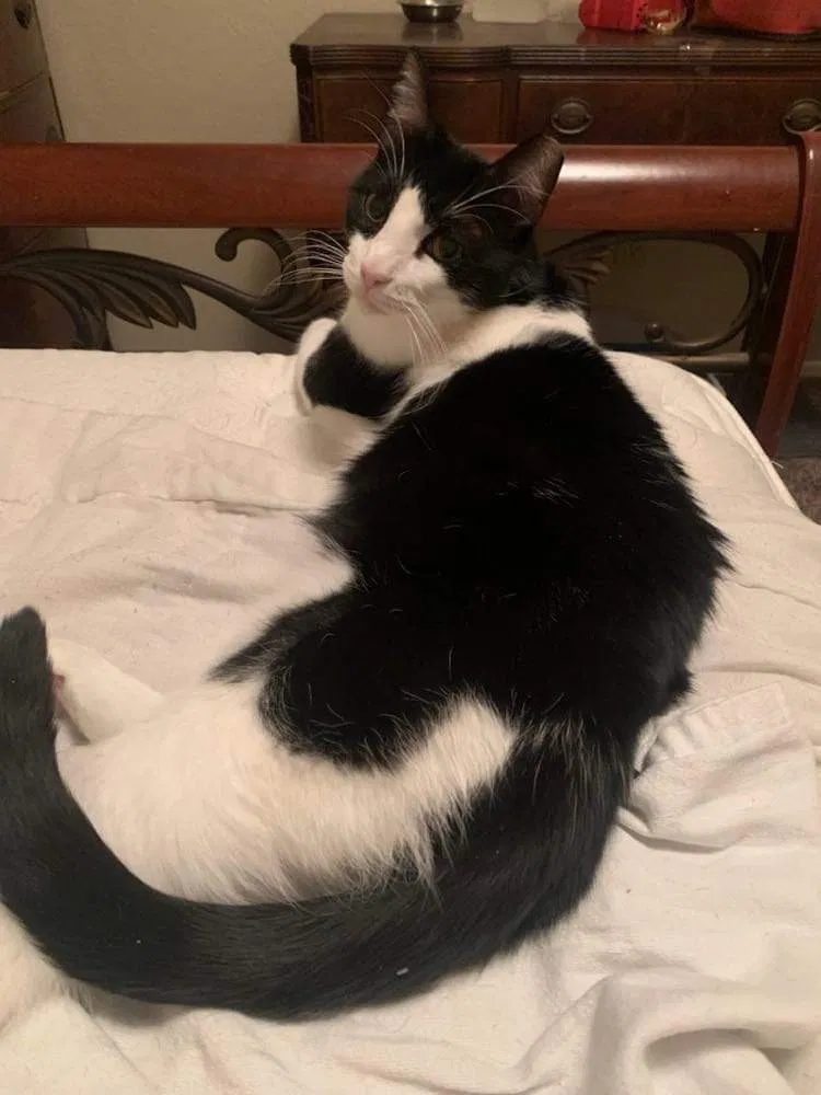 Lost cat in Mesquite, TX, 75149