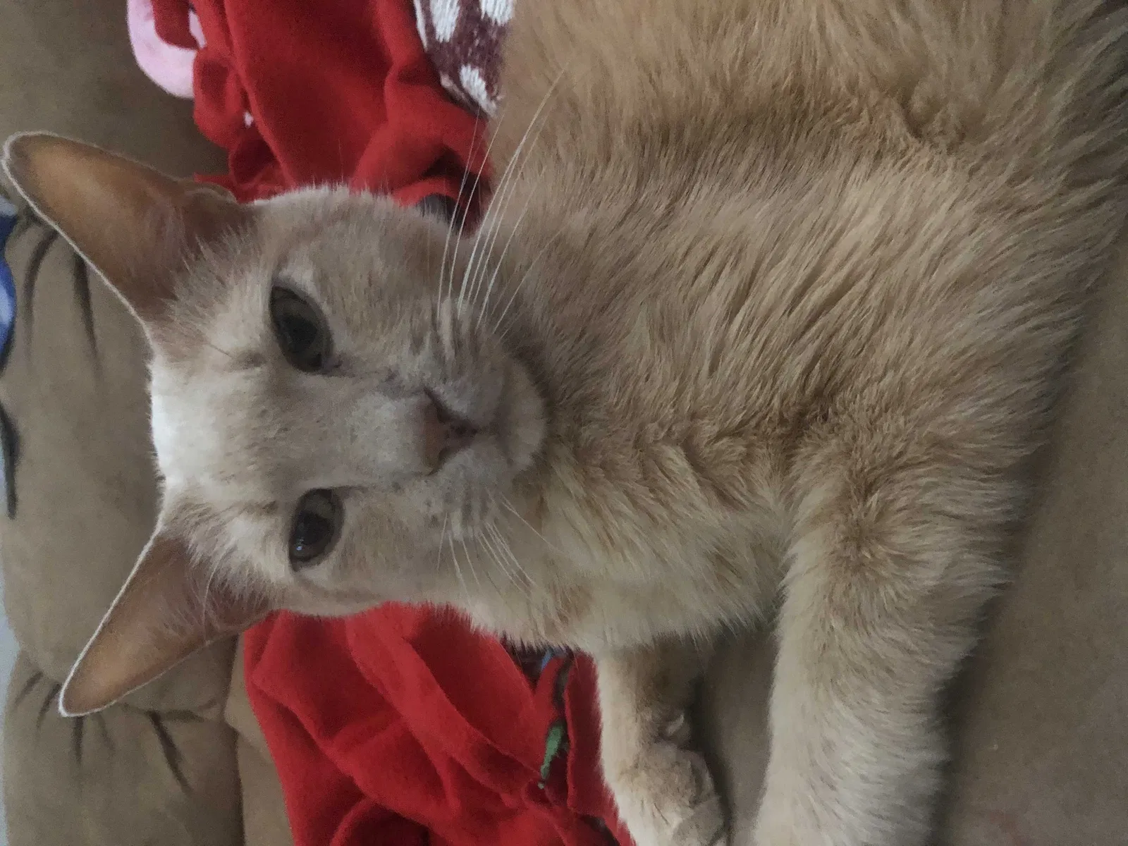 Lost cat in Fresno, CA, 93720