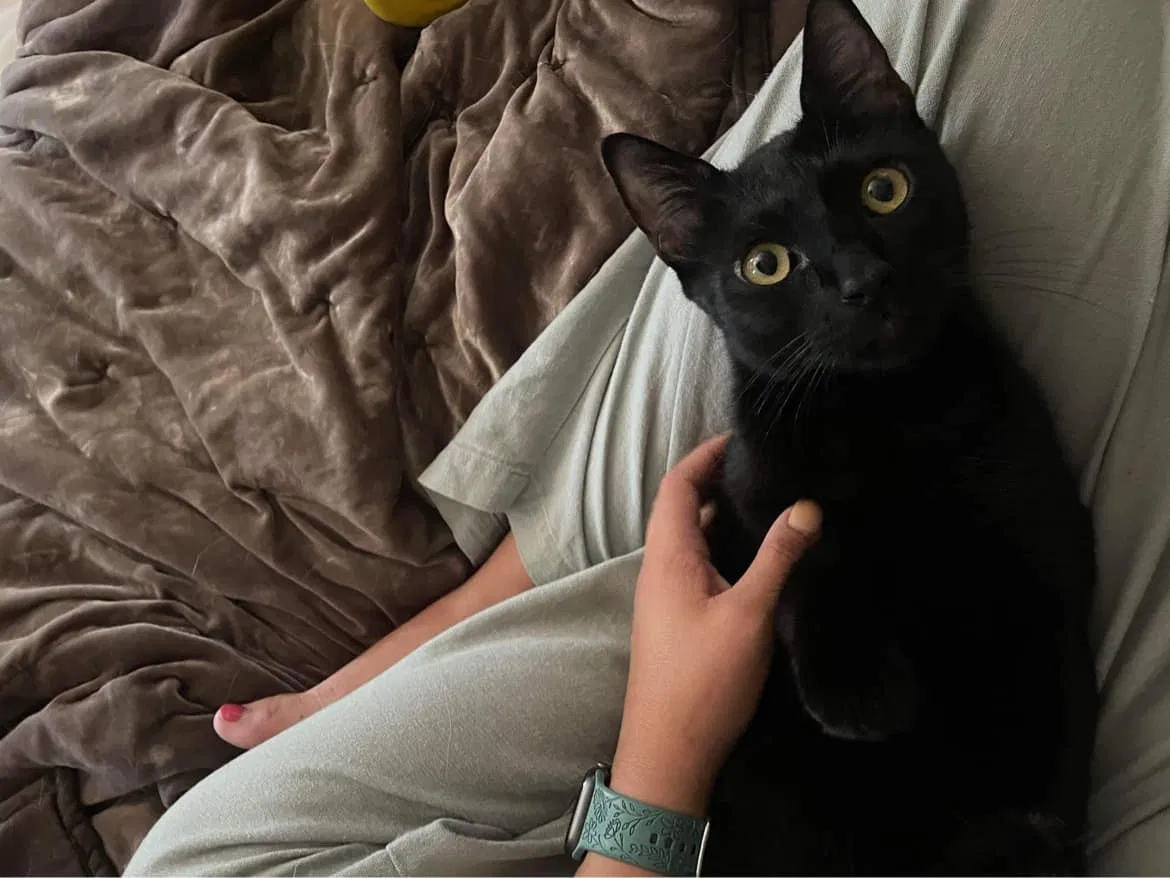 Lost cat in Oklahoma City, OK, 73160
