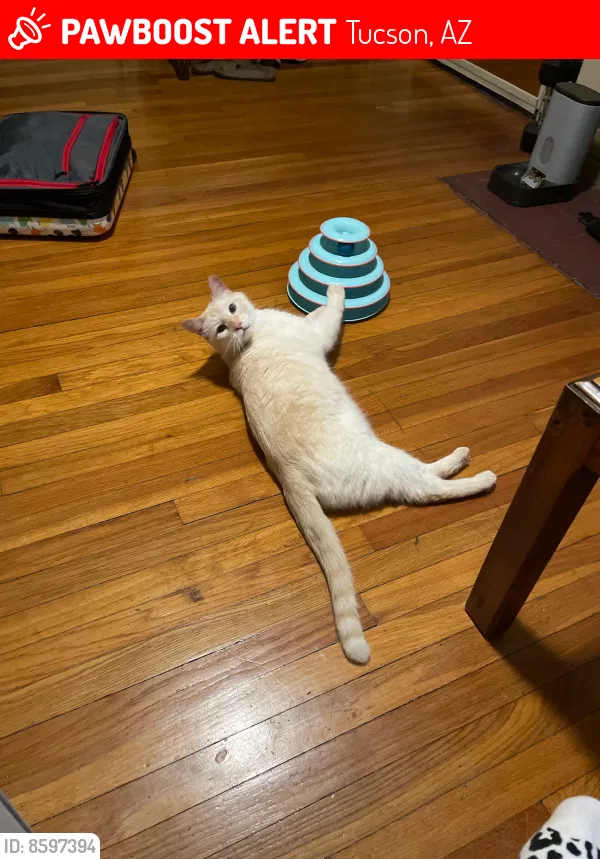Missing Cat