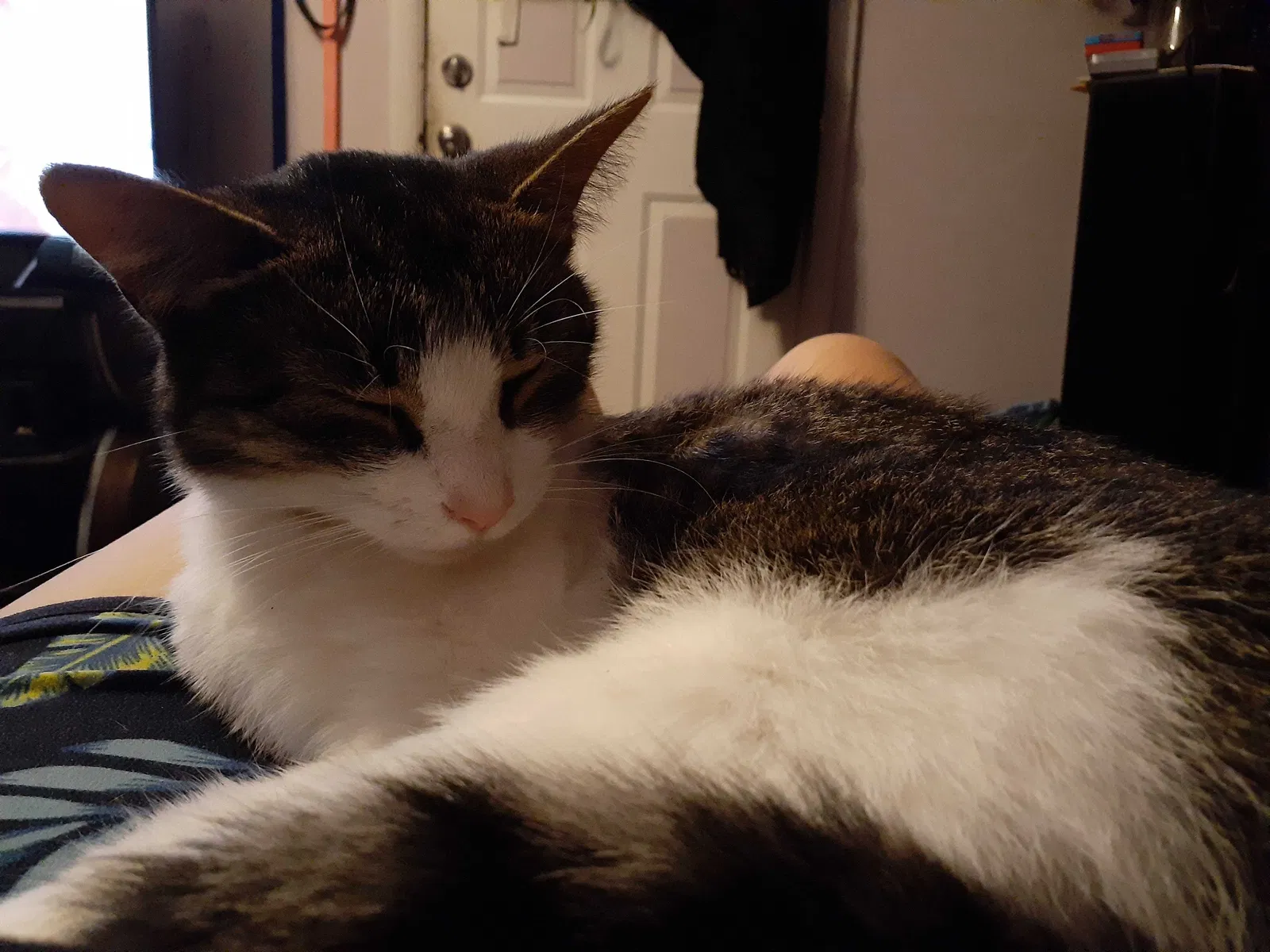 Lost cat in Toledo, OH, 43605