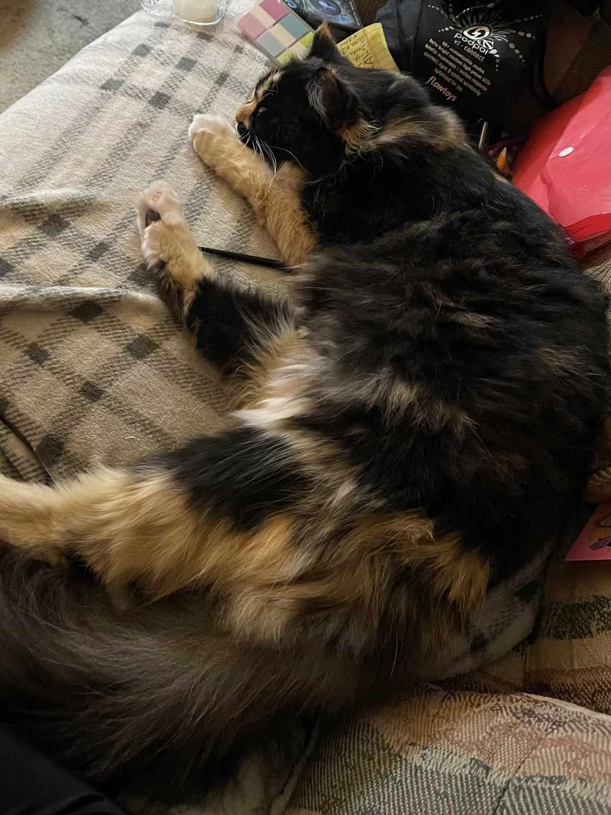 Lost cat in Albuquerque, NM, 87112