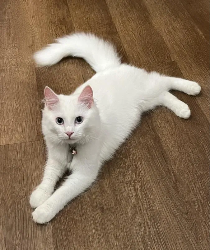 Lost cat in Lowell, NC, 28098