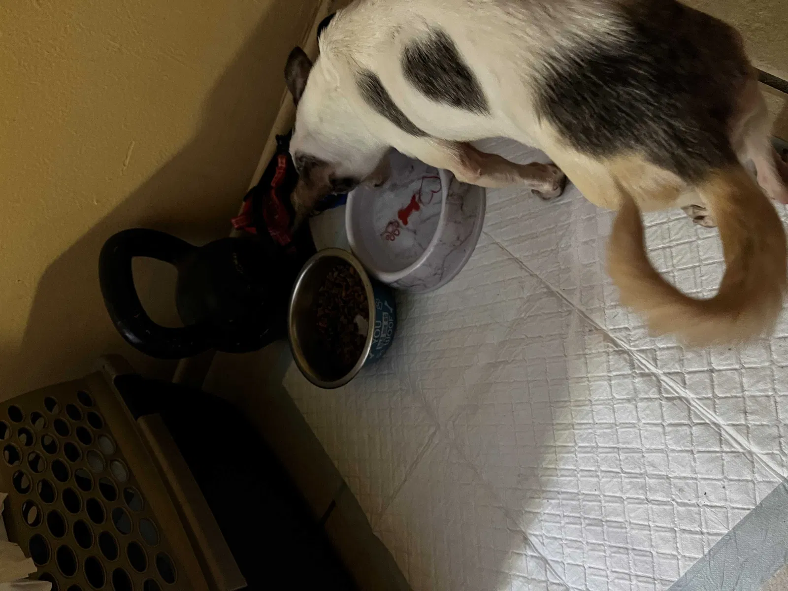 Lost dog in Eustis, FL, 32726