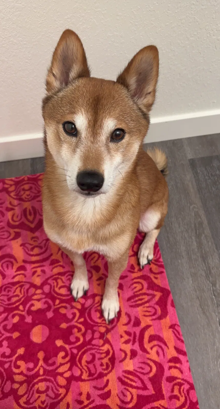Lost dog in Longmont, CO, 80504