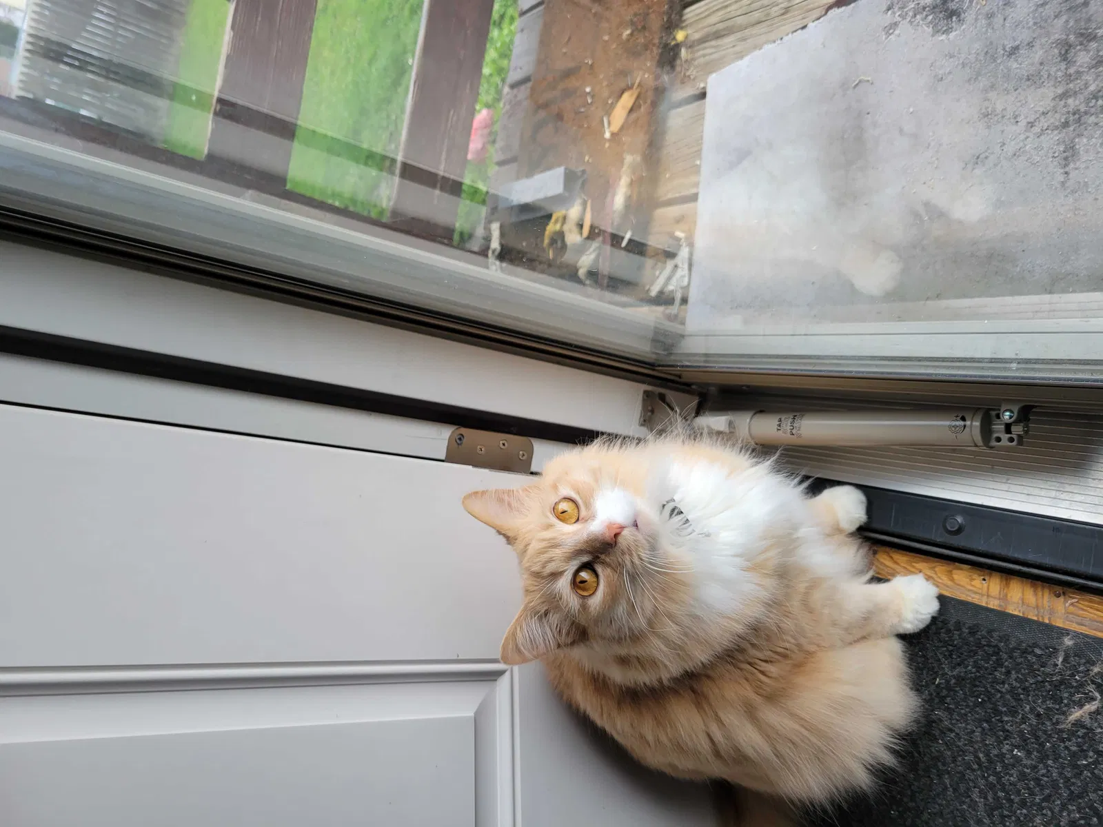 Lost cat in Altoona, PA, 16602