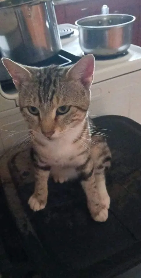 Lost cat in Anson, TX, 79501