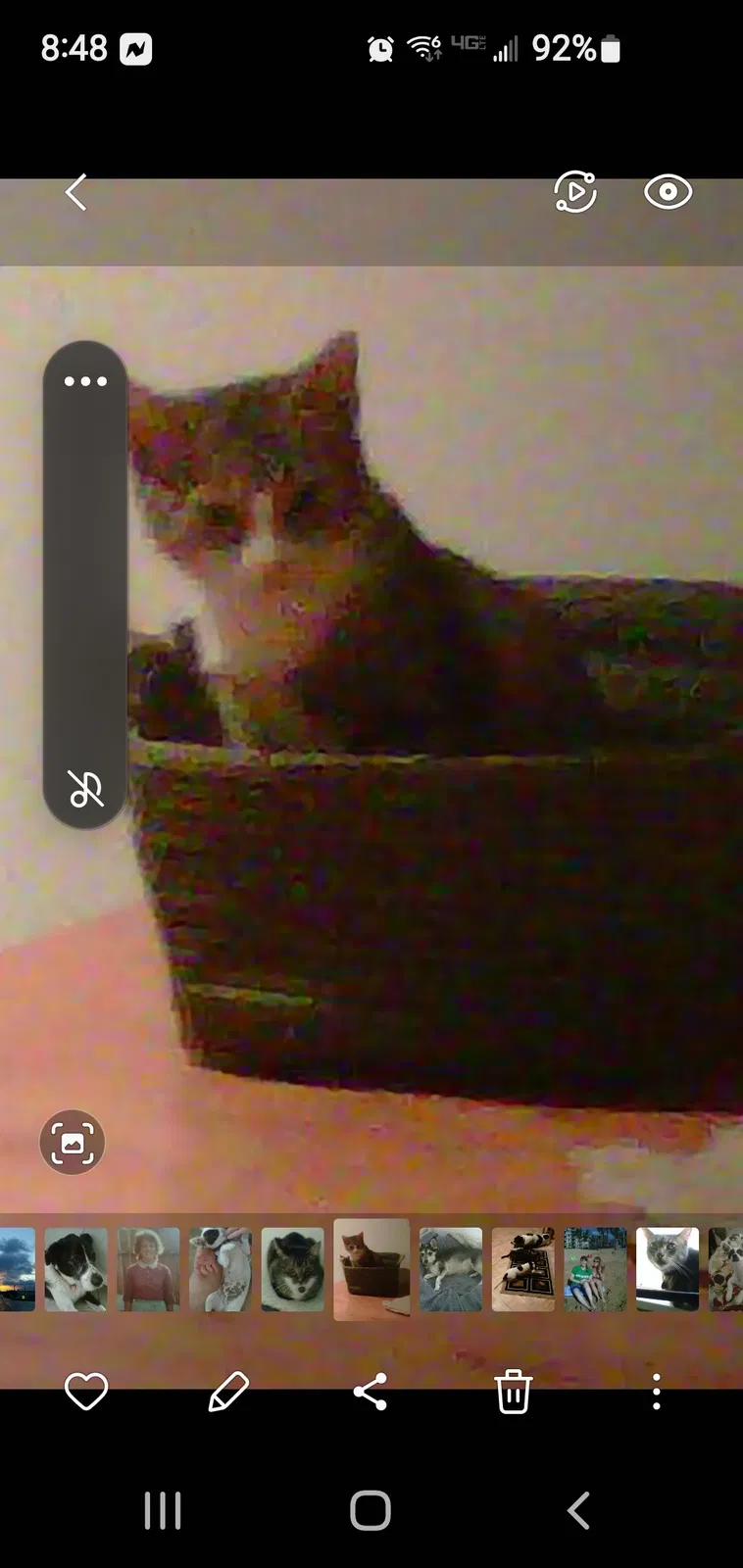 Lost cat in Pensacola, FL, 32514