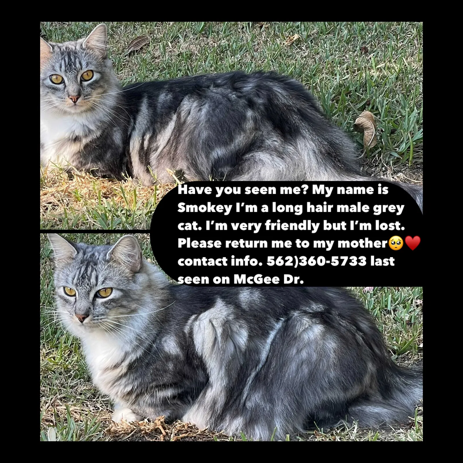 Lost cat in Whittier, CA, 90602