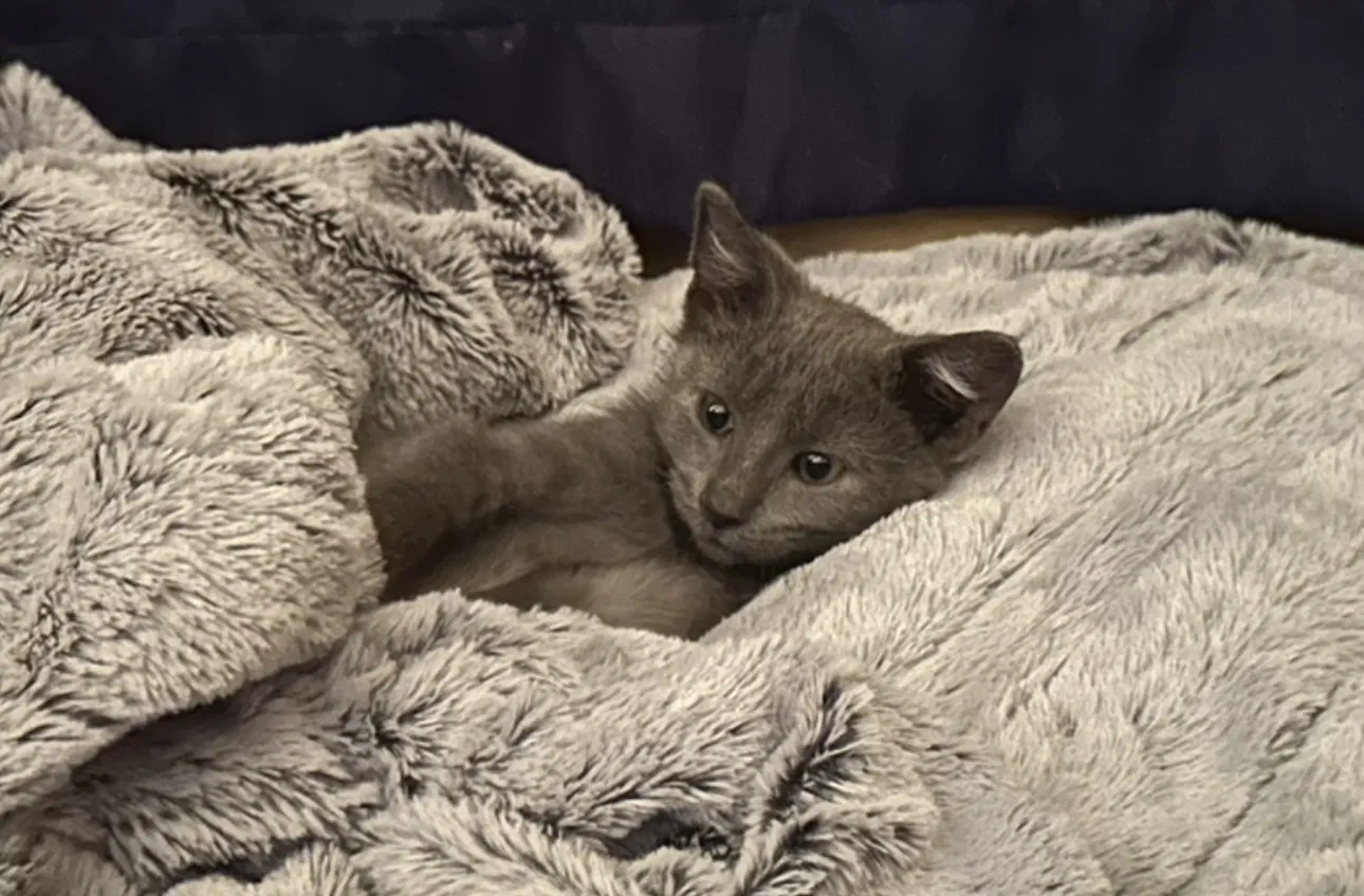 Lost cat in Tea, SD, 57064
