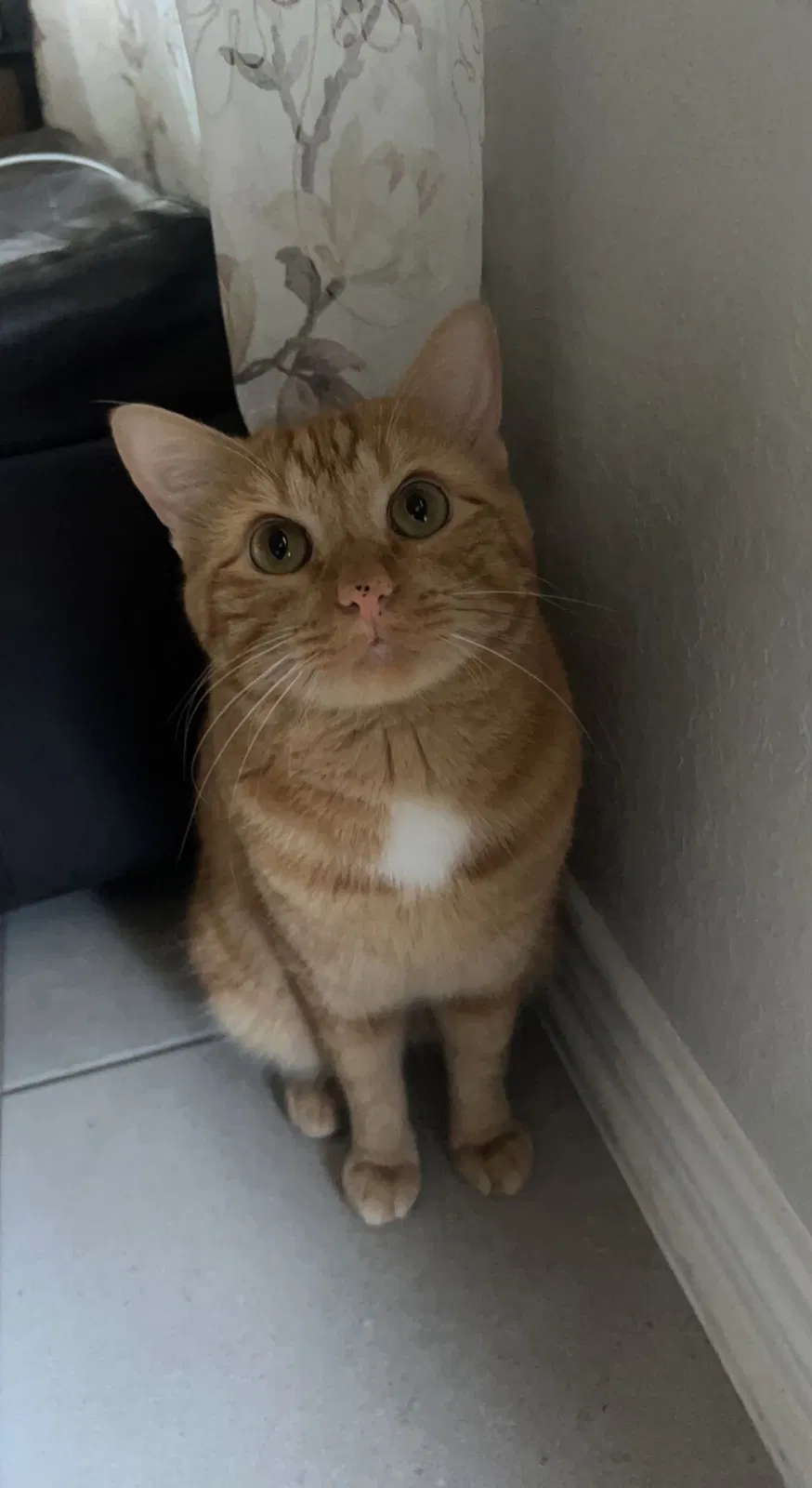 Lost cat in Universal City, TX, 78148