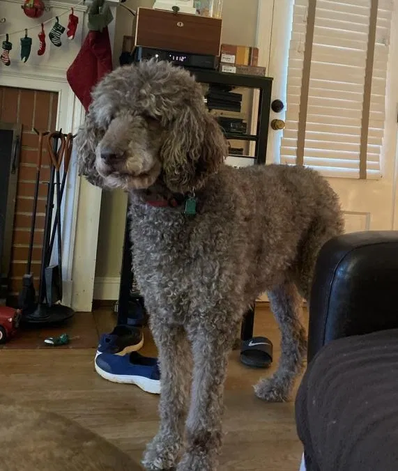 Lost dog in Spring, TX, 77379