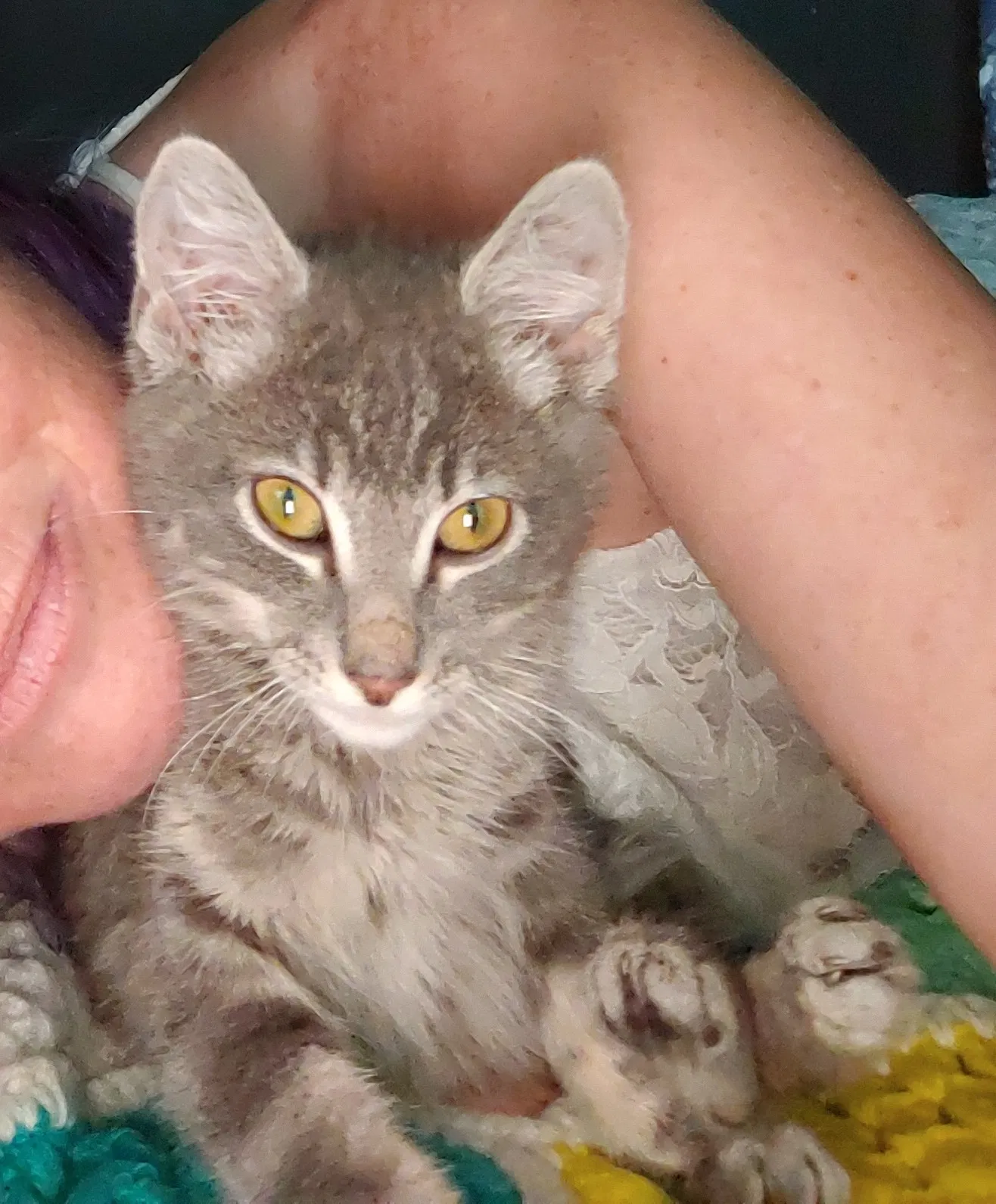 Lost cat in Molalla, OR, 97038