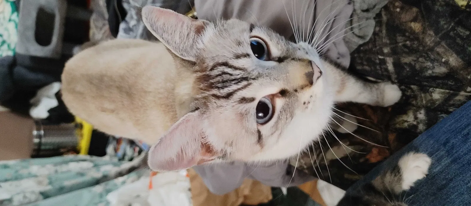 Lost cat in Molalla, OR, 97038