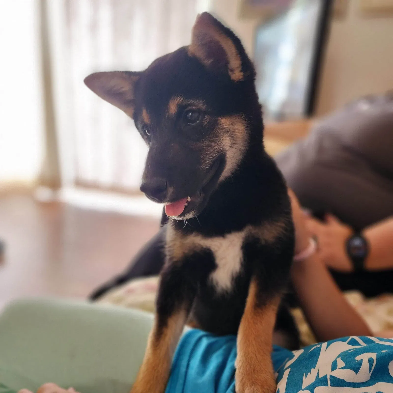 Lost dog in Kissimmee, FL, 34758