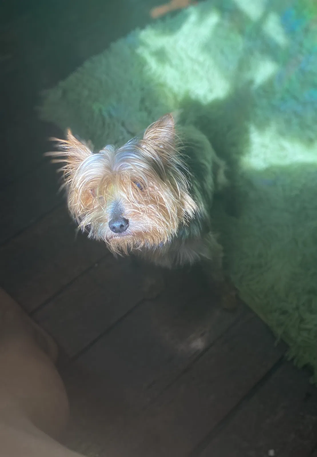 Lost dog in New Orleans, LA, 70117