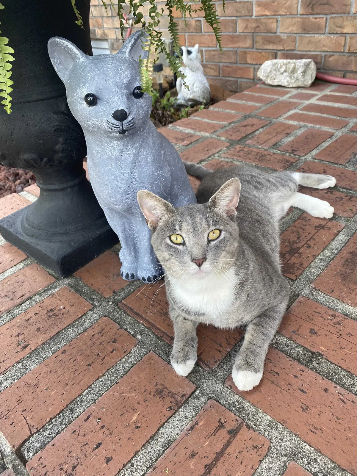 Lost cat in Dresden, TN, 38225
