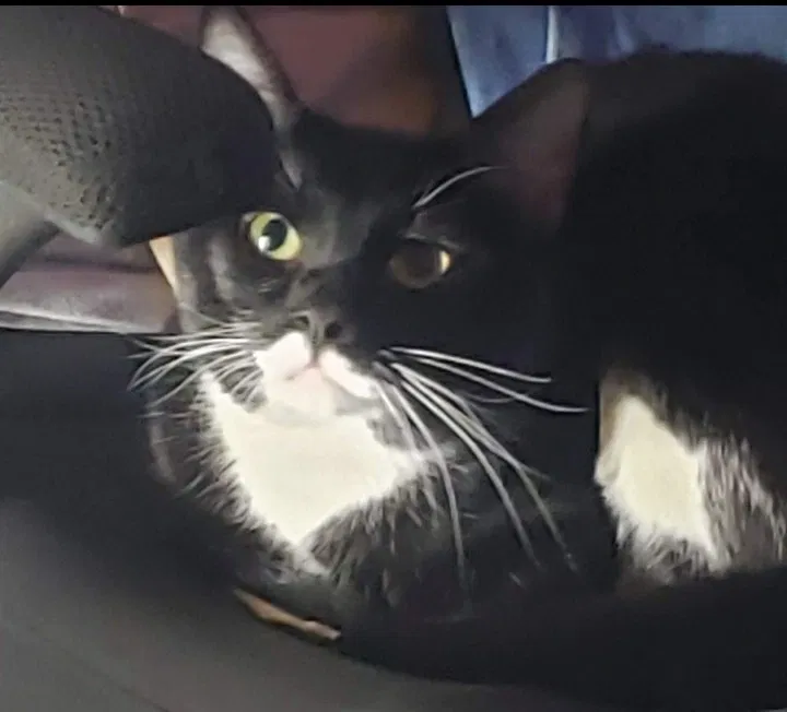 Lost cat in Aurora, CO, 80017