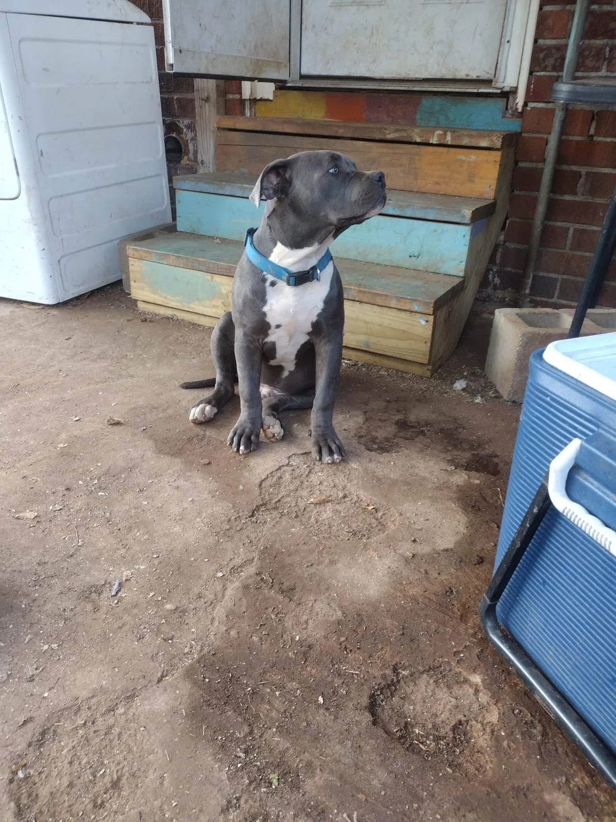Lost dog in Huntsville, AL, 35805