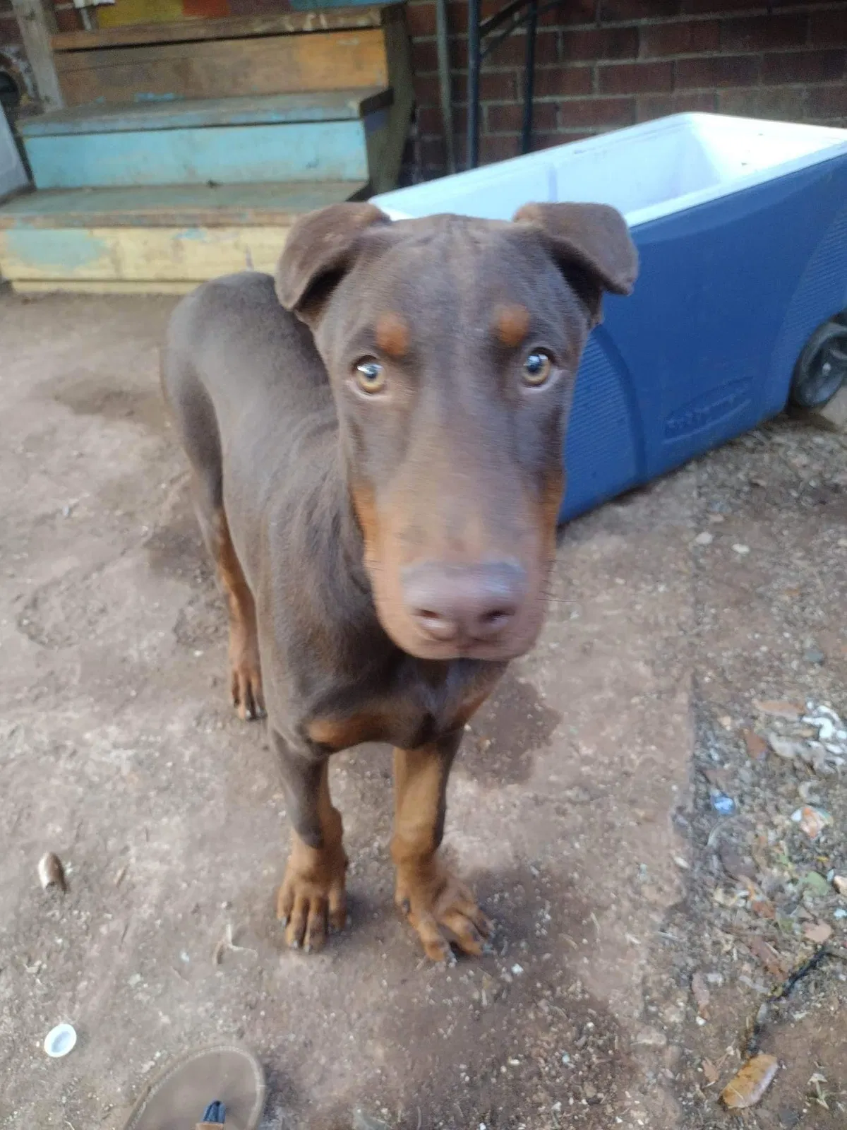 Lost dog in Huntsville, AL, 35805