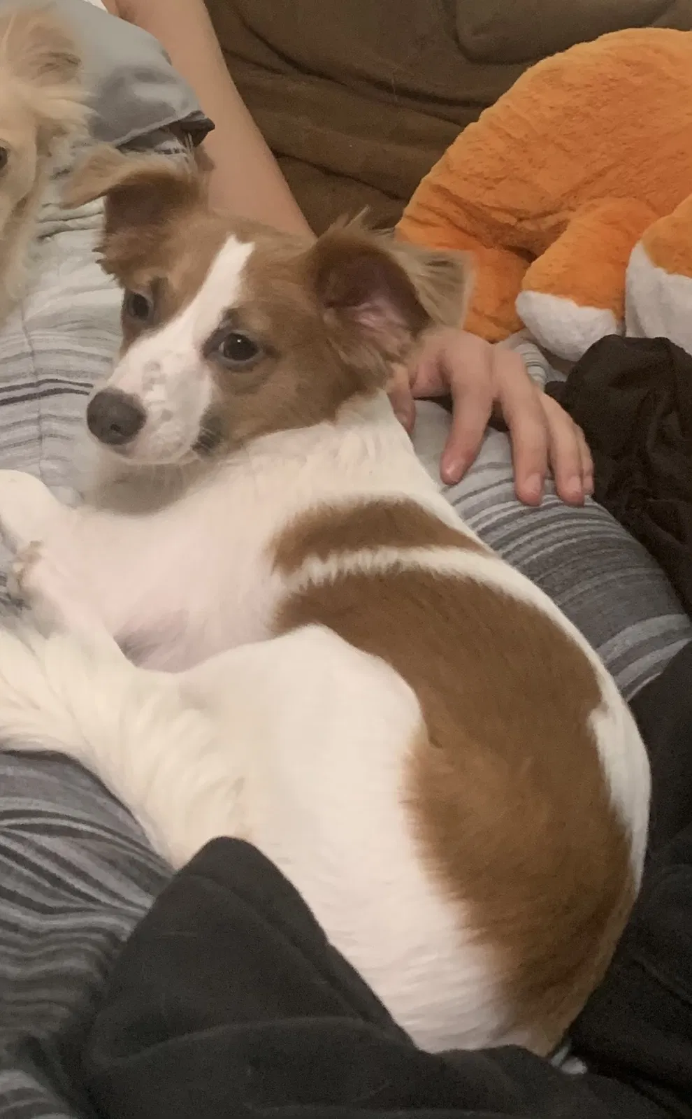 Lost dog in Dallas, TX, 75287