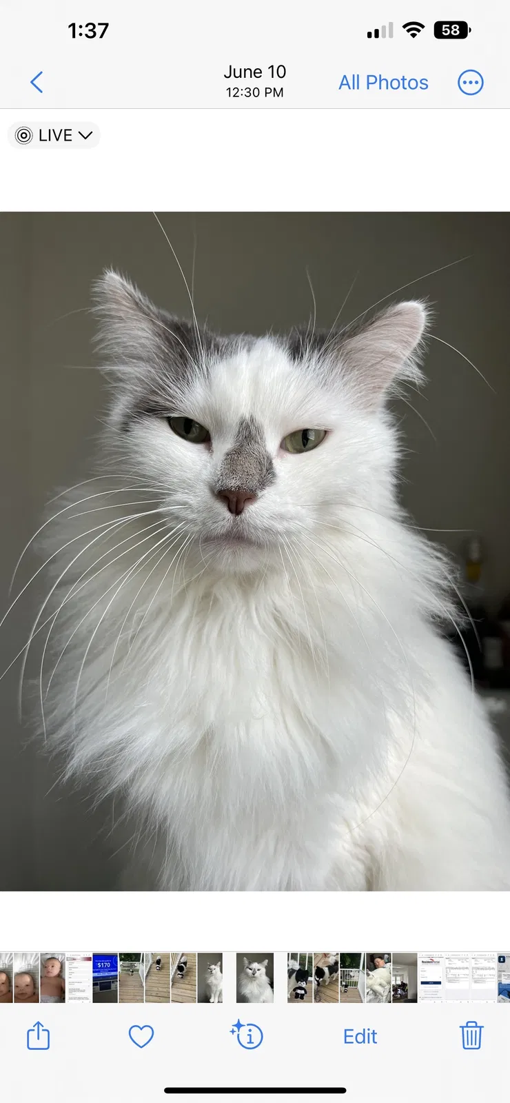 Lost cat in Trenton, MI, 48183