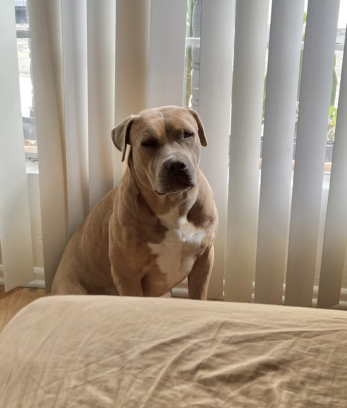 Lost dog in Oceanside, CA, 92054
