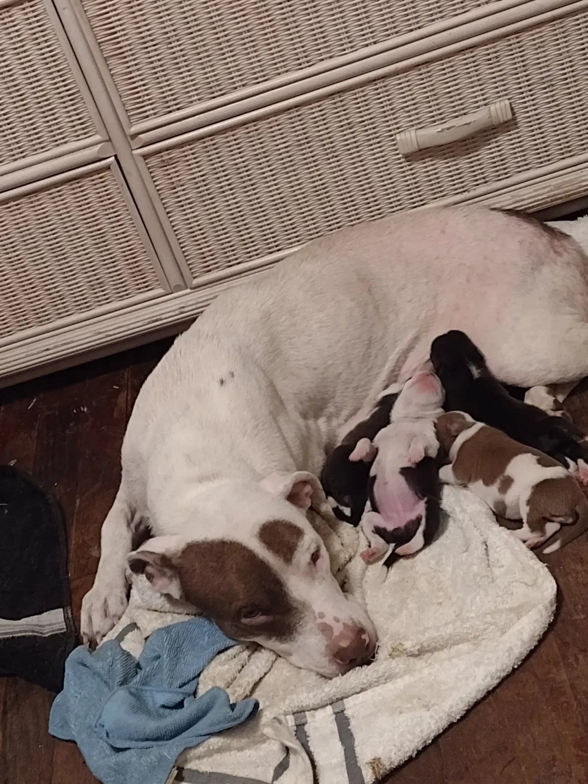 Lost dog in Saint Petersburg, FL, 33705