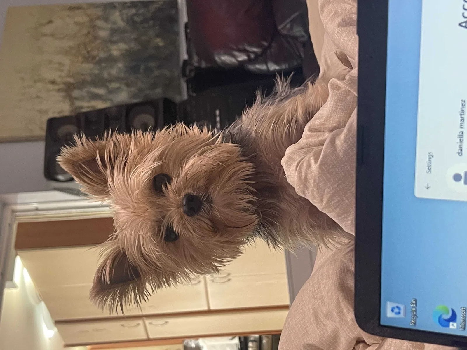Lost dog in Hialeah, FL, 33012