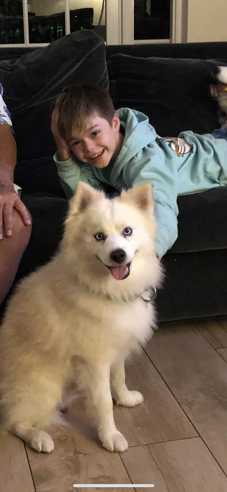 Lost dog in White Lake, MI, 48386