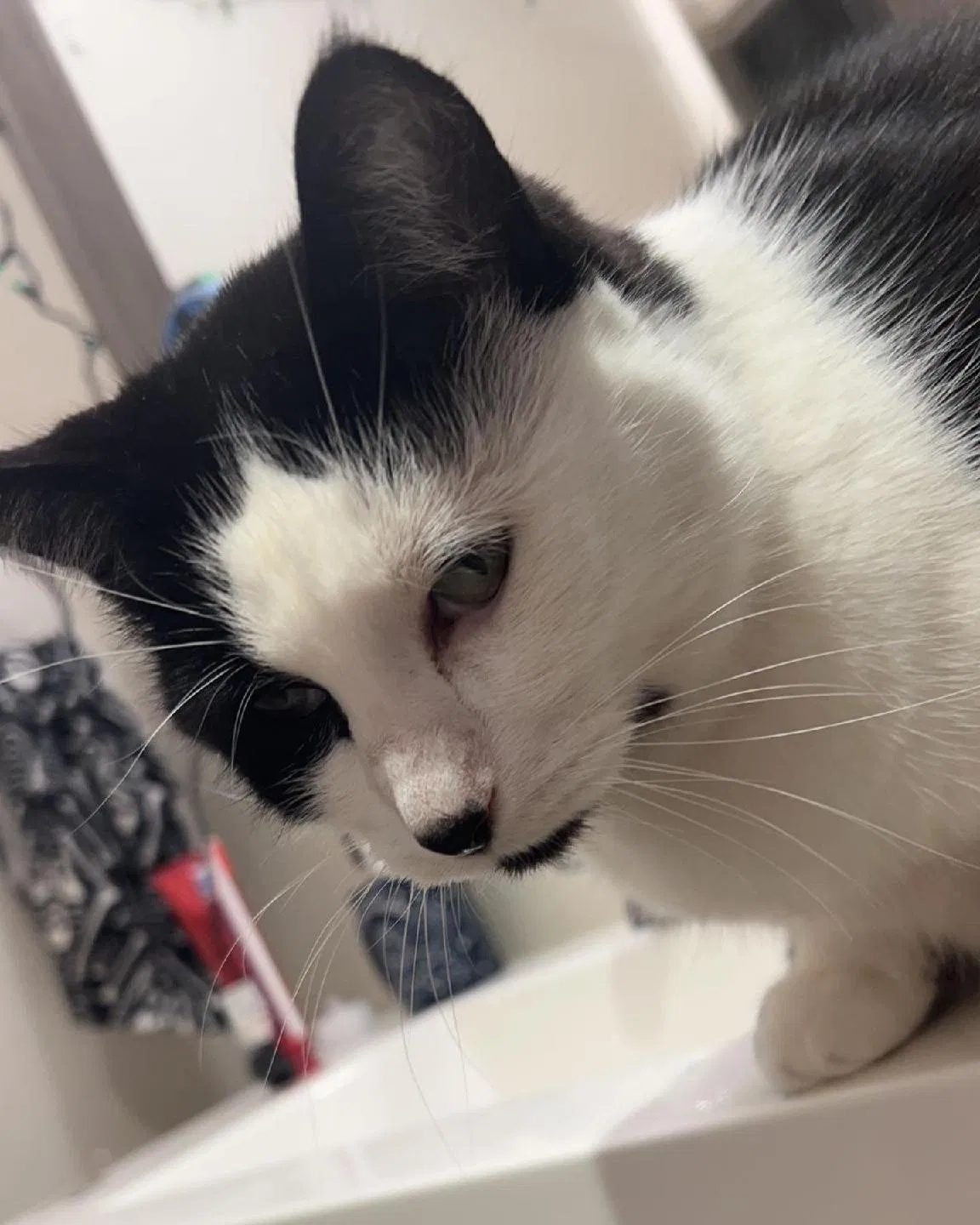 Found cat in Salem, OR, 97306