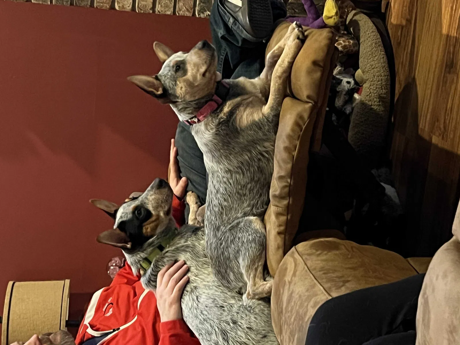 Lost dog in Monrovia, IN, 46157