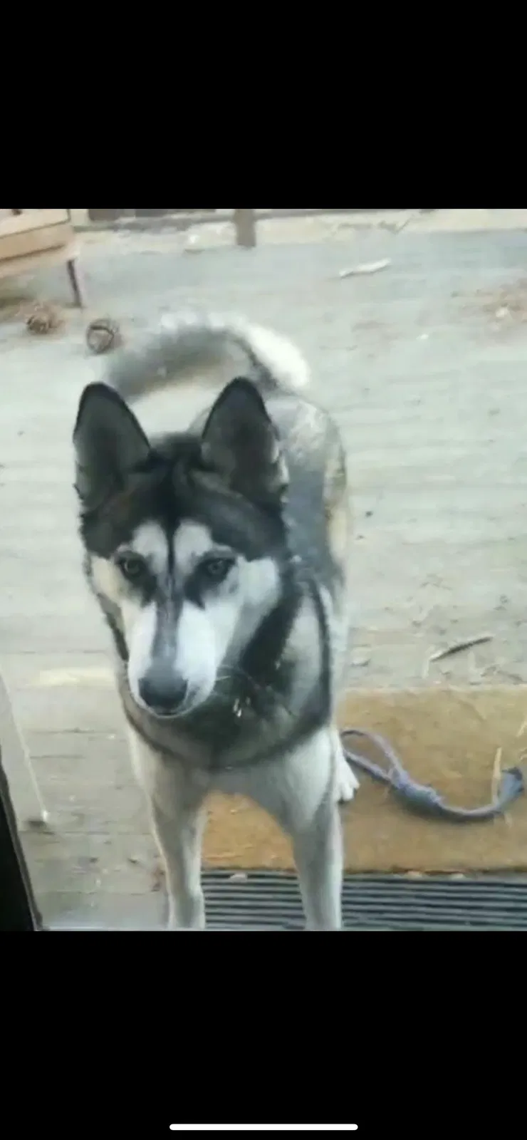 Lost dog in Los Angeles, CA, 90044