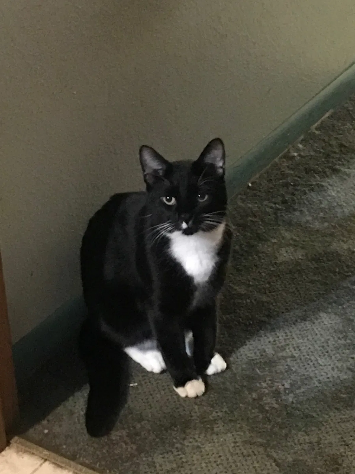 Lost cat in Spokane, WA, 99206