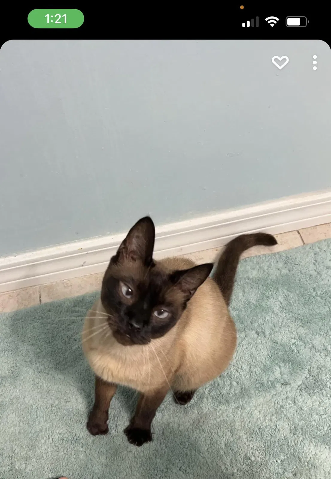 Lost cat in Pensacola, FL, 32506