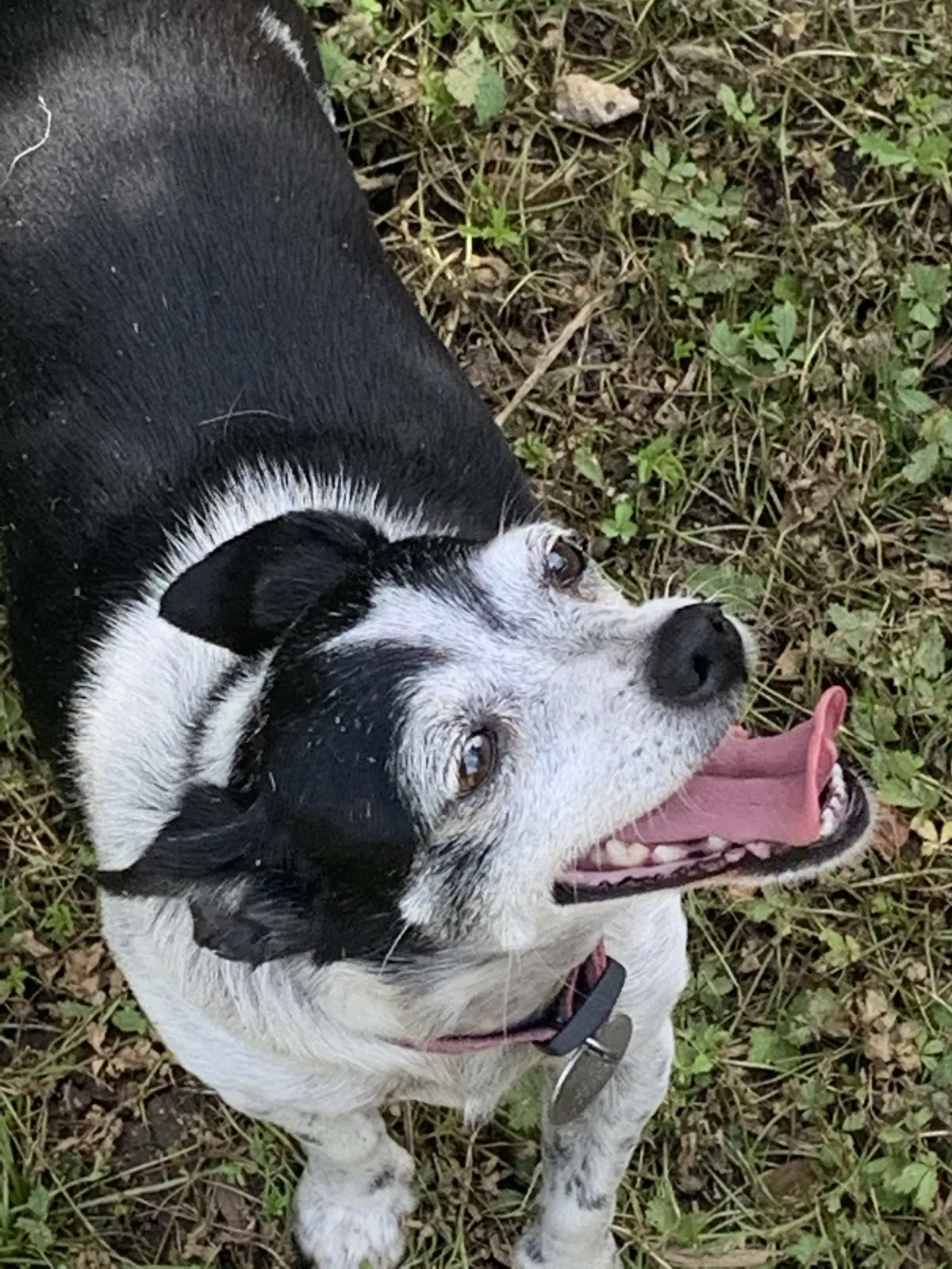 Lost dog in Villa Park, CA, 92861