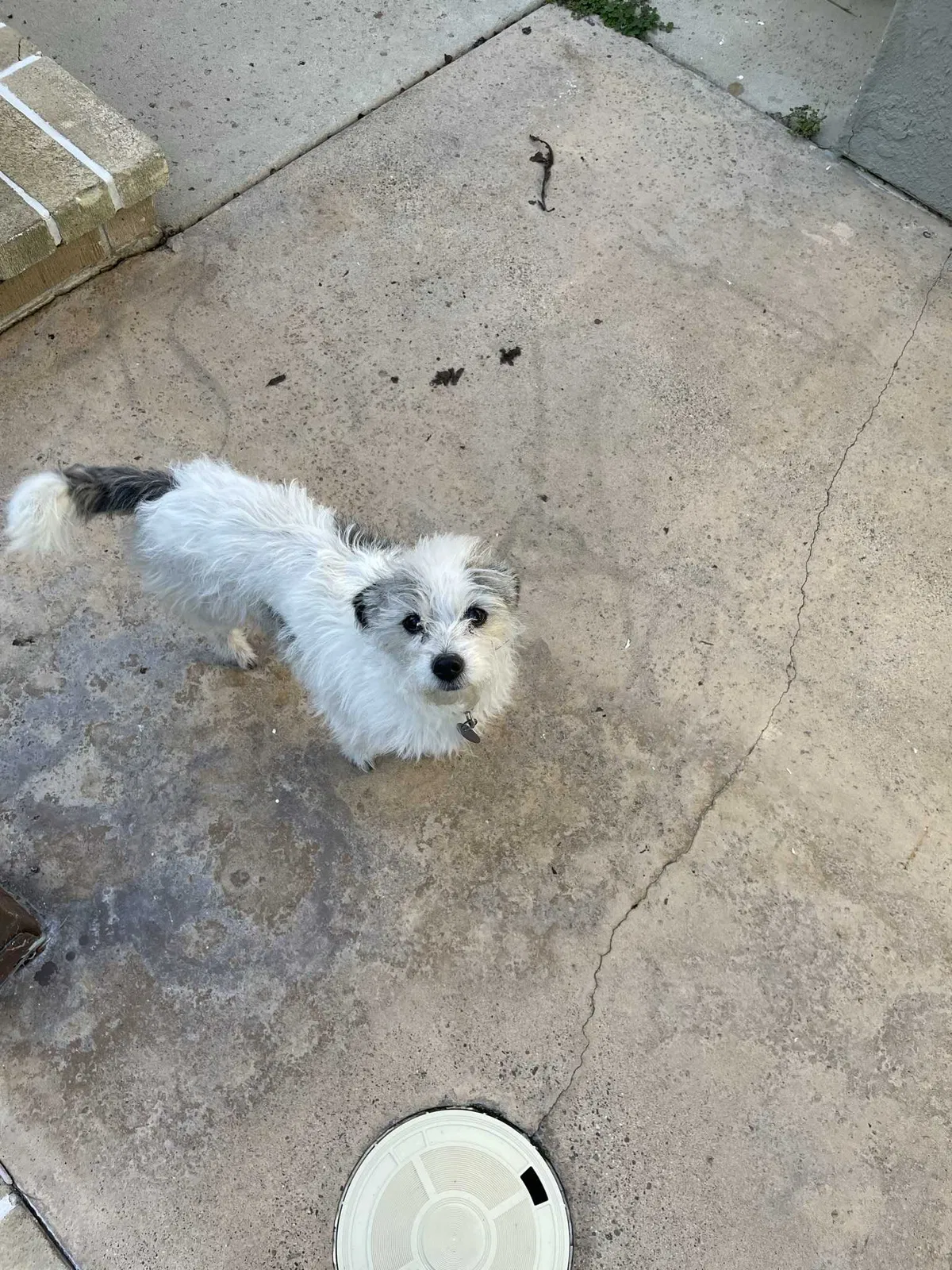 Lost dog in Villa Park, CA, 92861